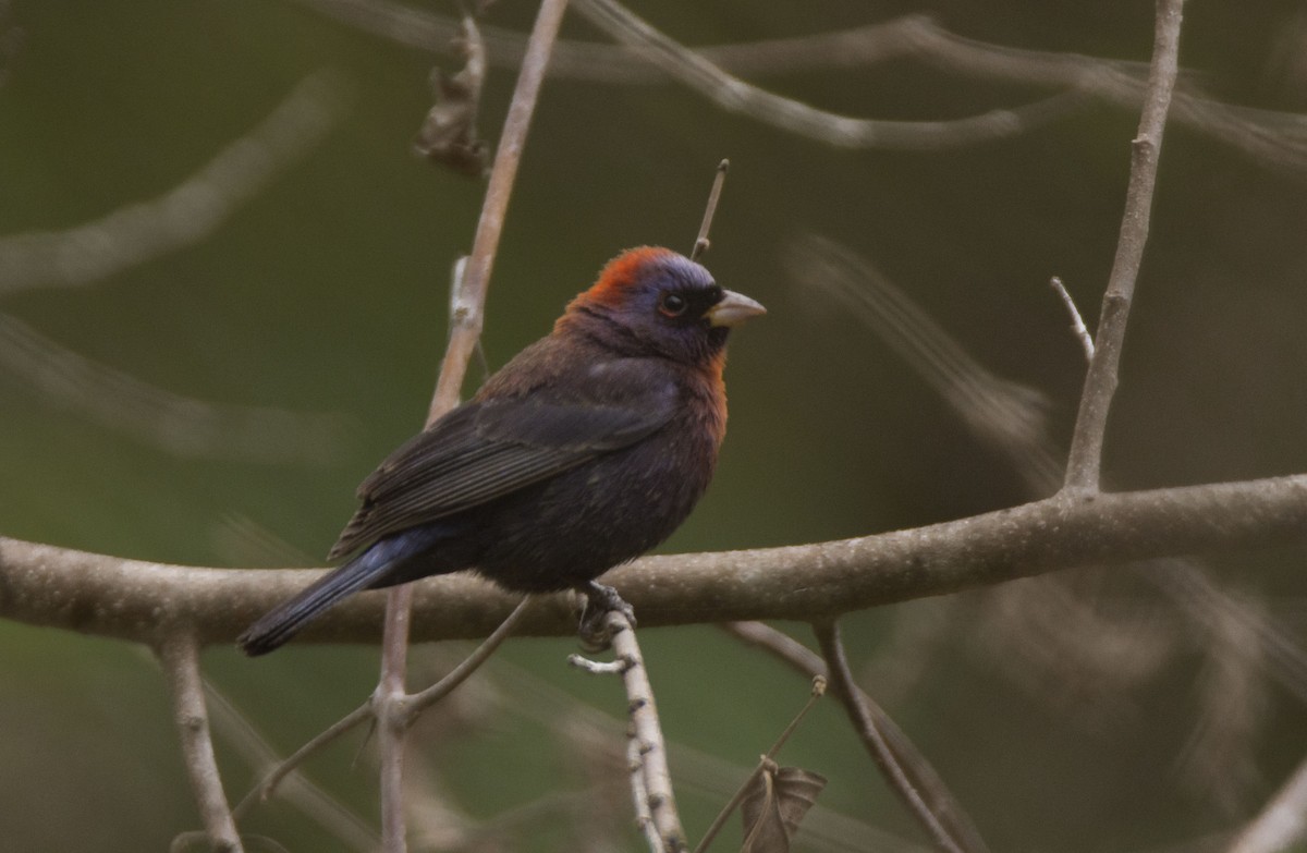 Varied Bunting - ML446018451