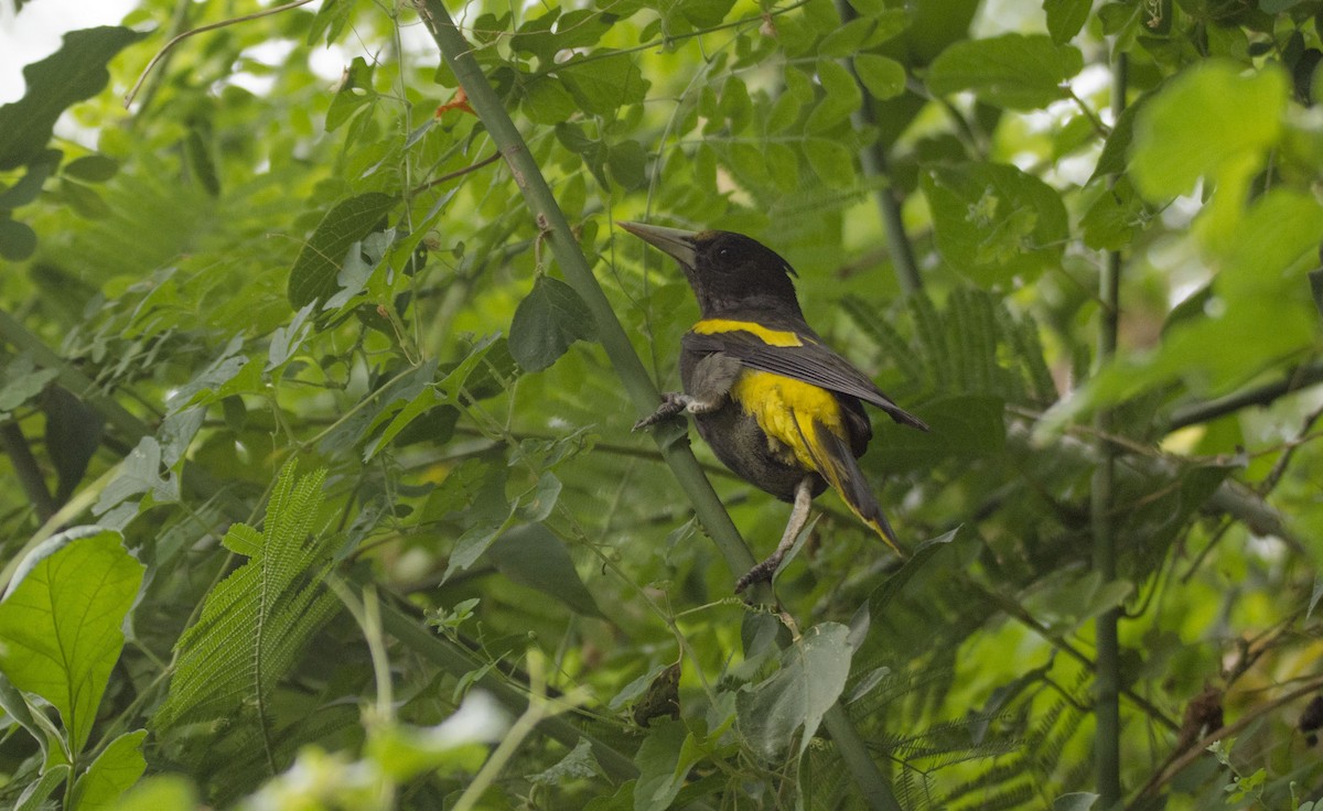 Yellow-winged Cacique - Oveth Fuentes