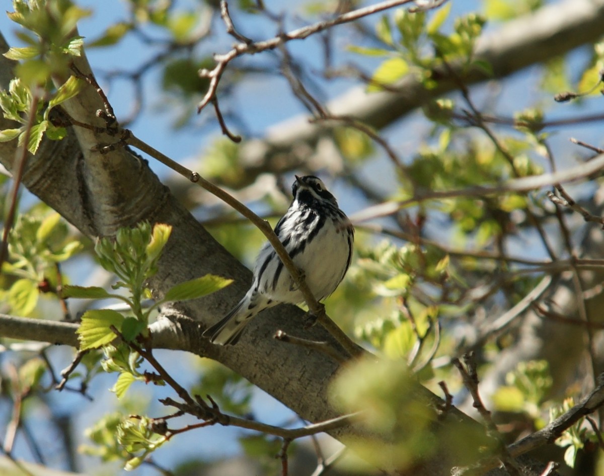 Black-and-white Warbler - ML446018551