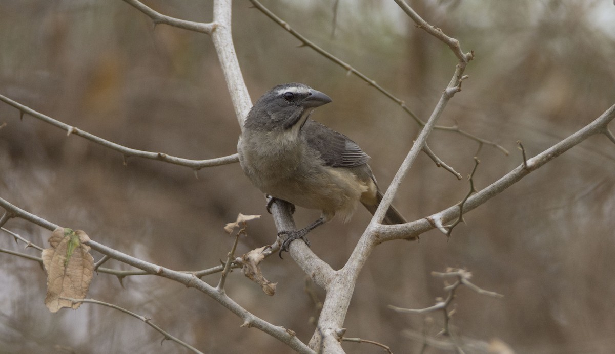 Cinnamon-bellied Saltator - Oveth Fuentes