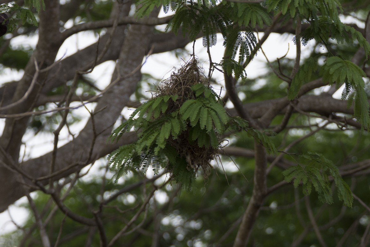 Rose-throated Becard - Oveth Fuentes