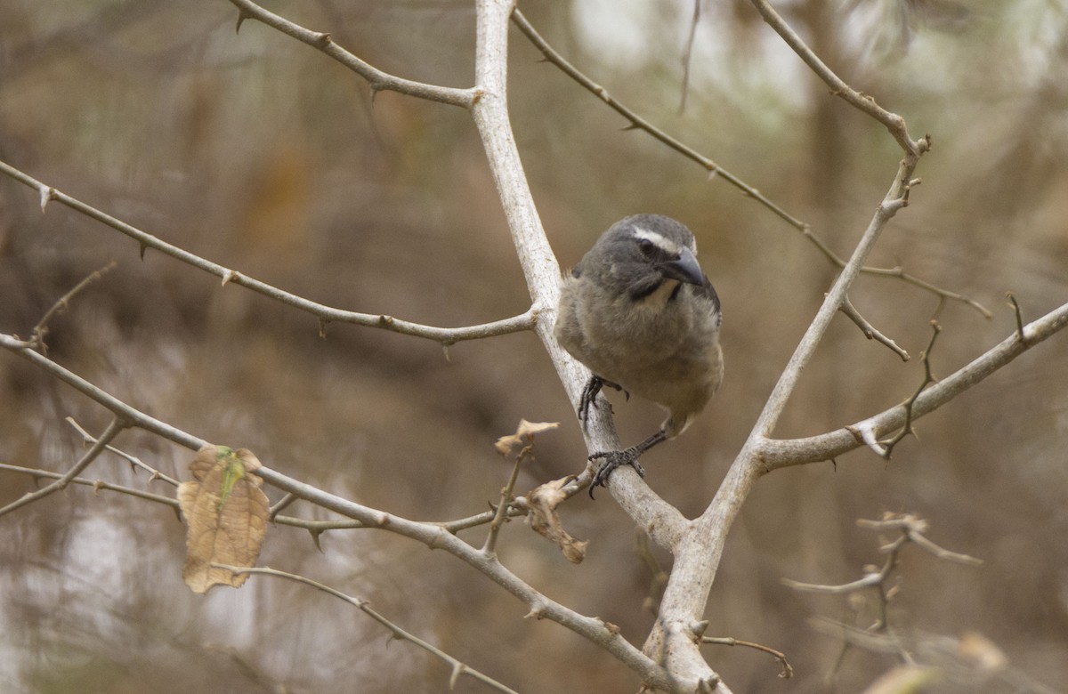 Cinnamon-bellied Saltator - Oveth Fuentes