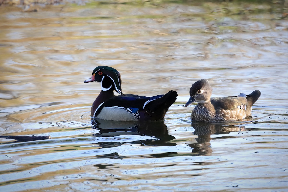 Wood Duck - ML446019331