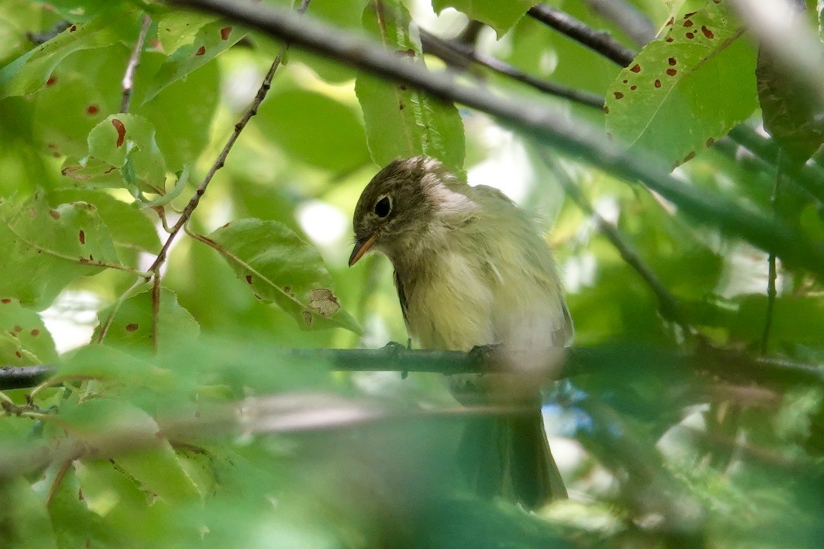 Least Flycatcher - ML446019871