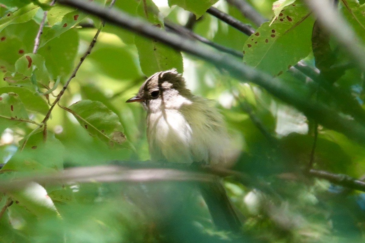 Least Flycatcher - ML446019891