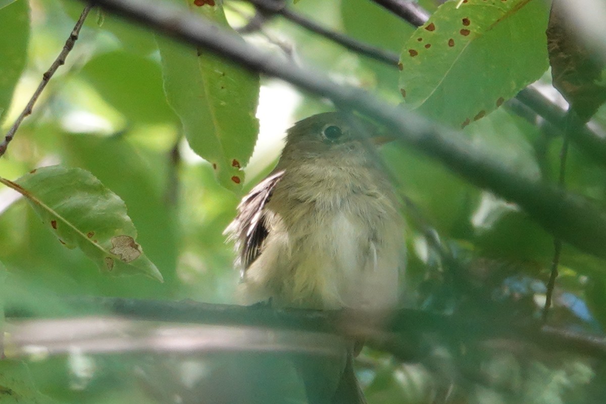 Least Flycatcher - ML446019901