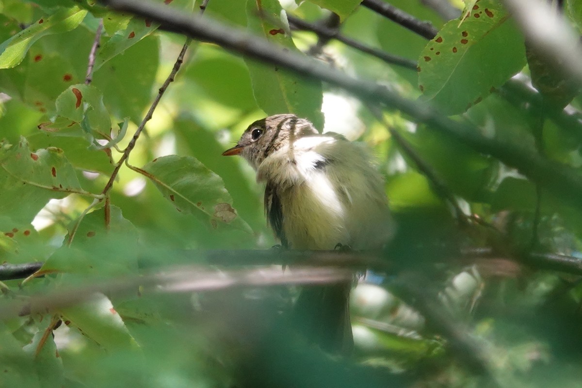 Least Flycatcher - ML446019911