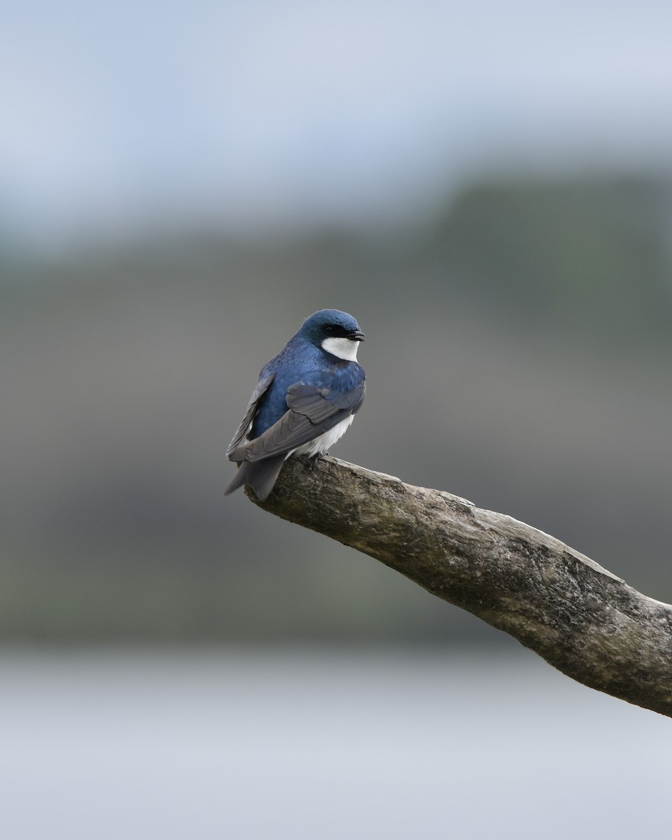 Tree Swallow - ML446023551