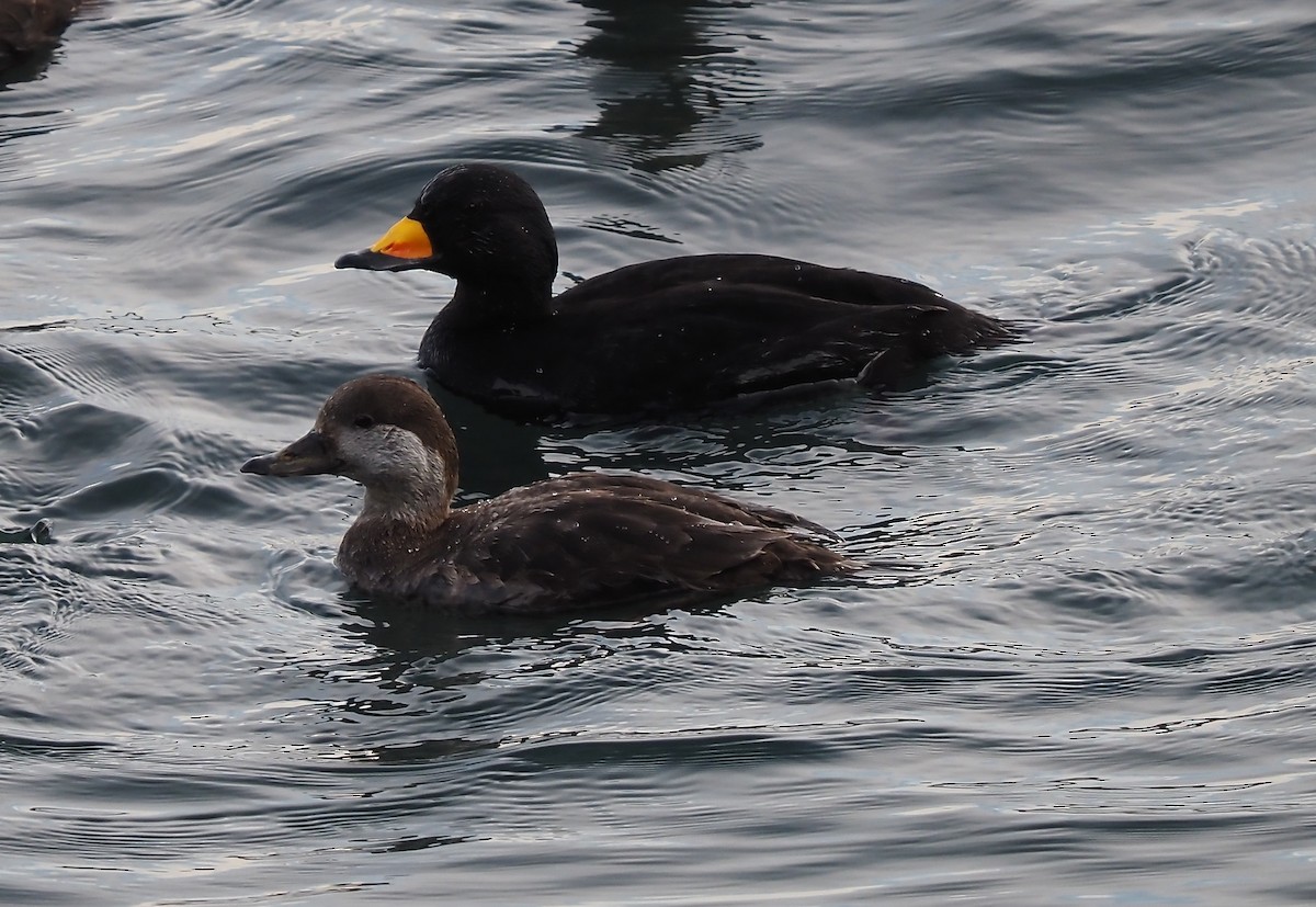 Black Scoter - ML446024471