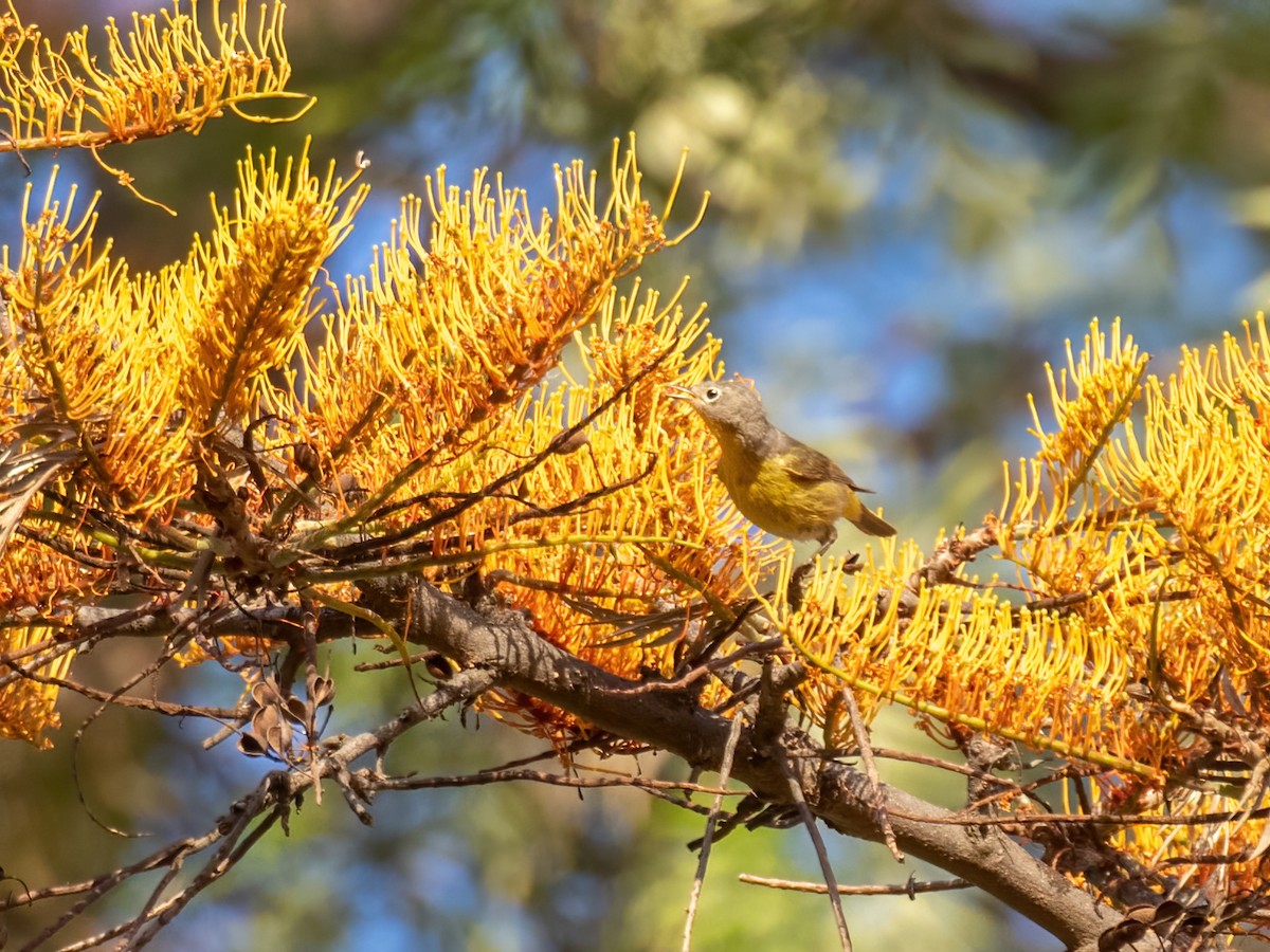 Nashville Warbler - ML446025381