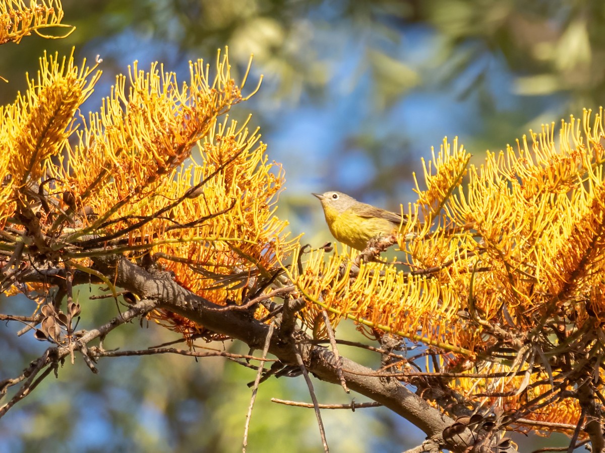 Nashville Warbler - ML446025401