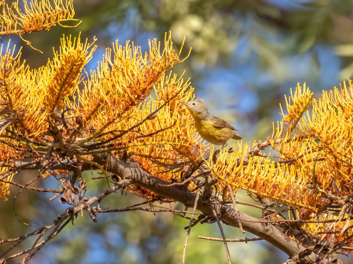 Nashville Warbler - ML446025411