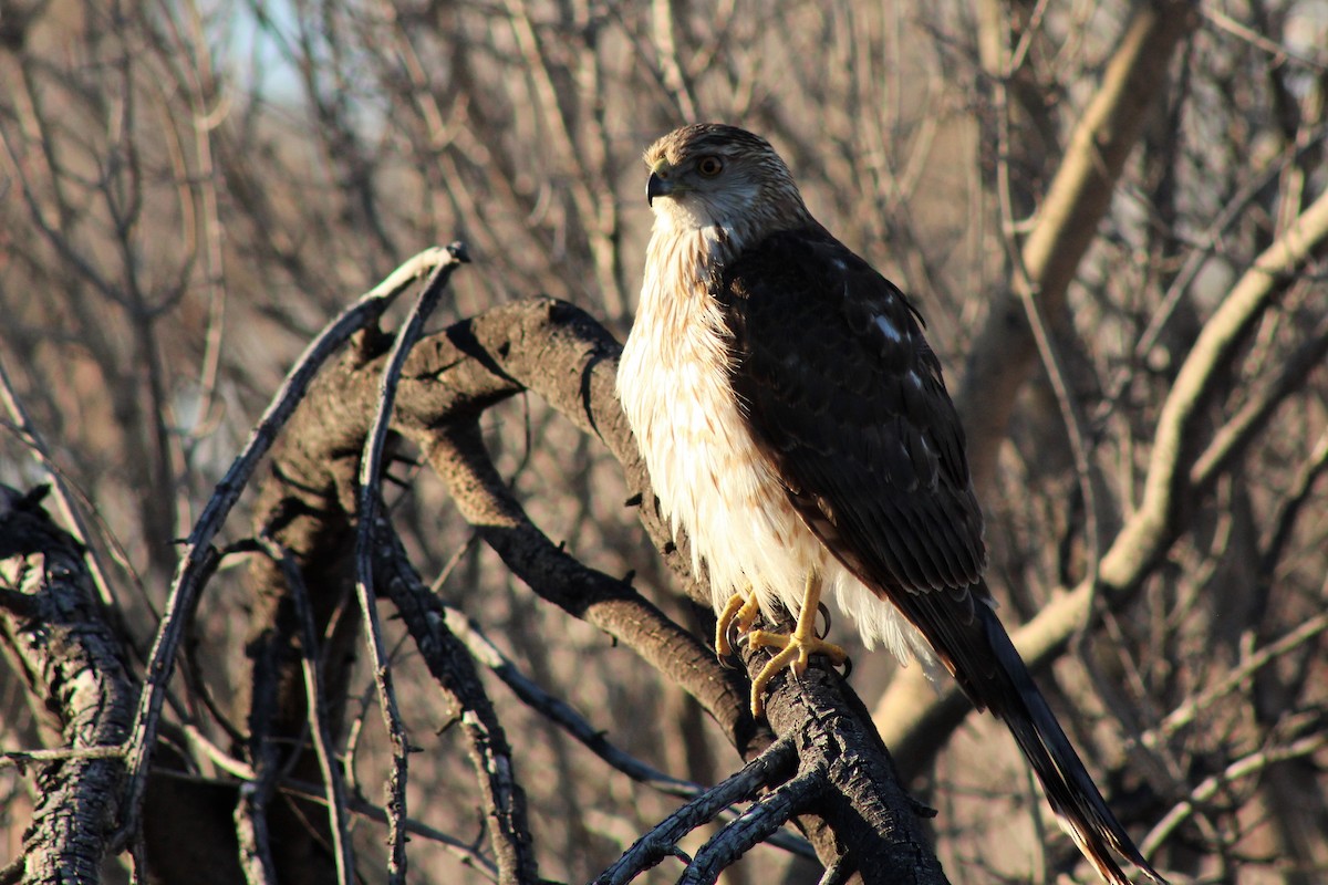 Cooper's Hawk - ML446026021