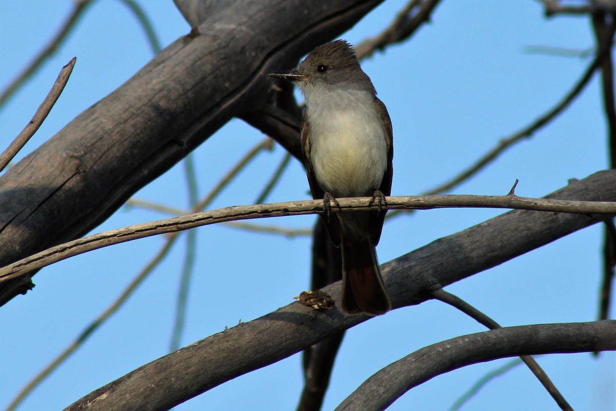 Ash-throated Flycatcher - David Lerwill