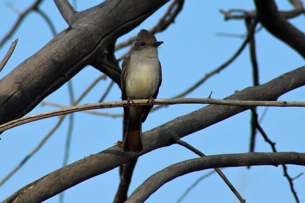 Ash-throated Flycatcher - David Lerwill