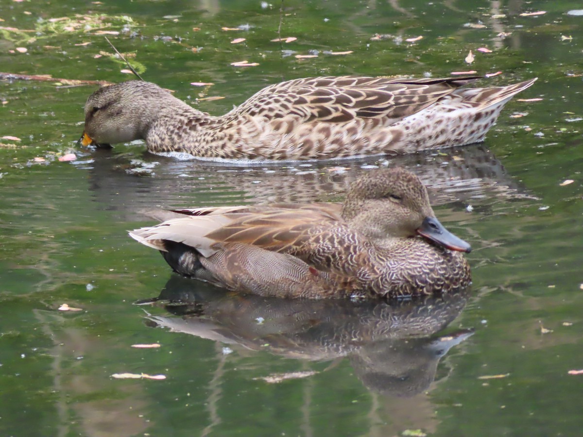 Бор нугас - ML446026631