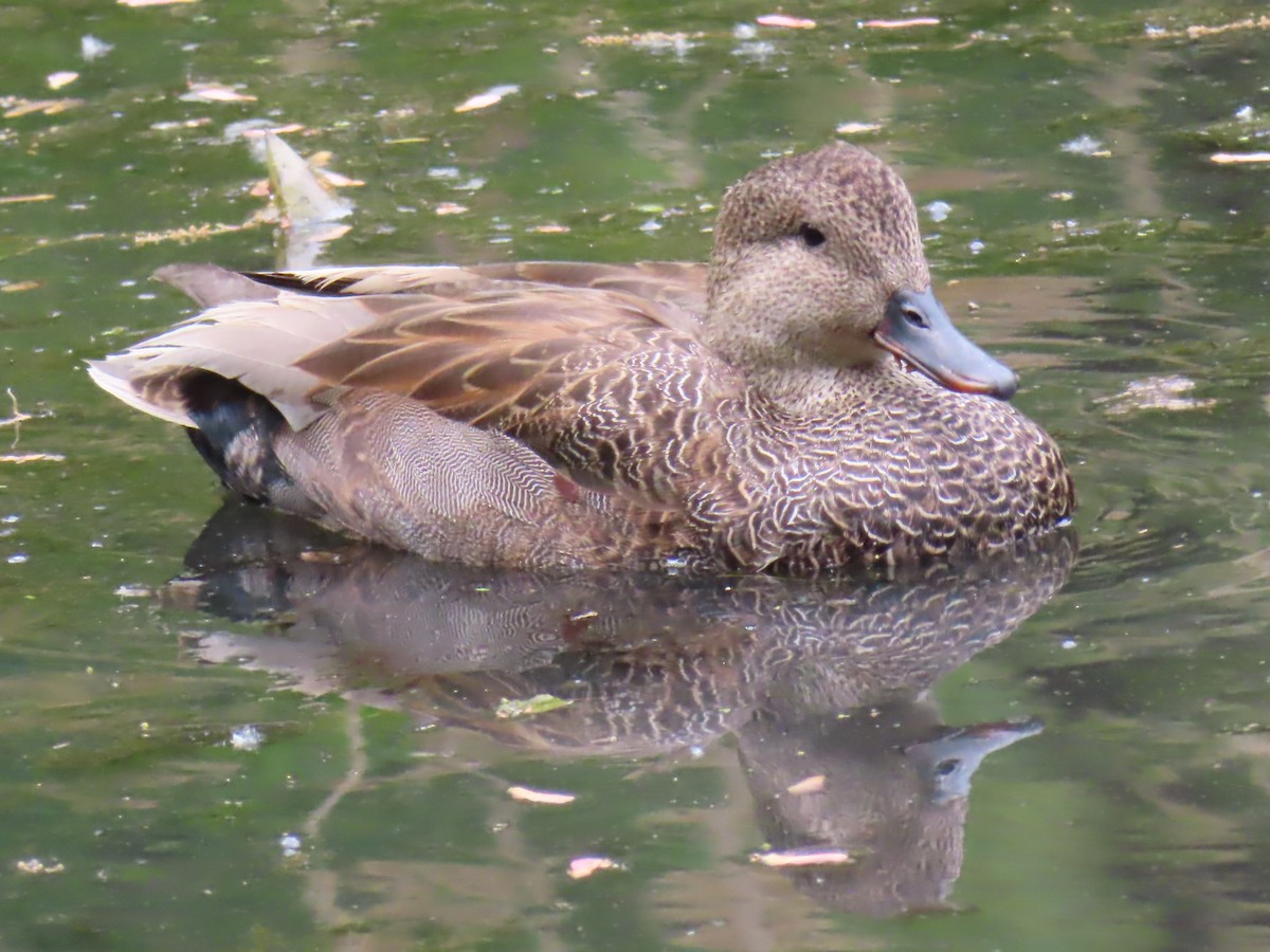 Бор нугас - ML446026731