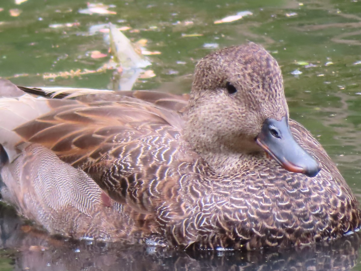 Бор нугас - ML446026761