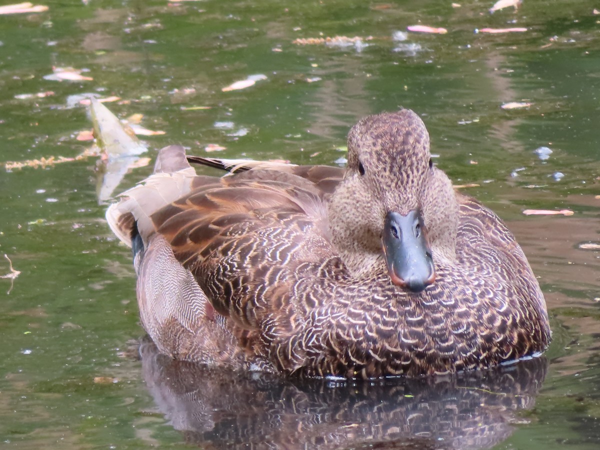 Бор нугас - ML446026771