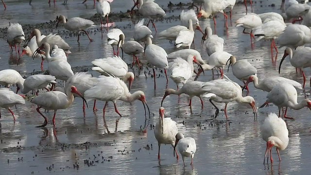 White Ibis - ML446027811
