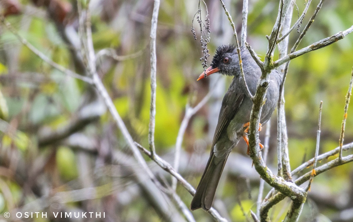 Bulbul des Ghats - ML446027991