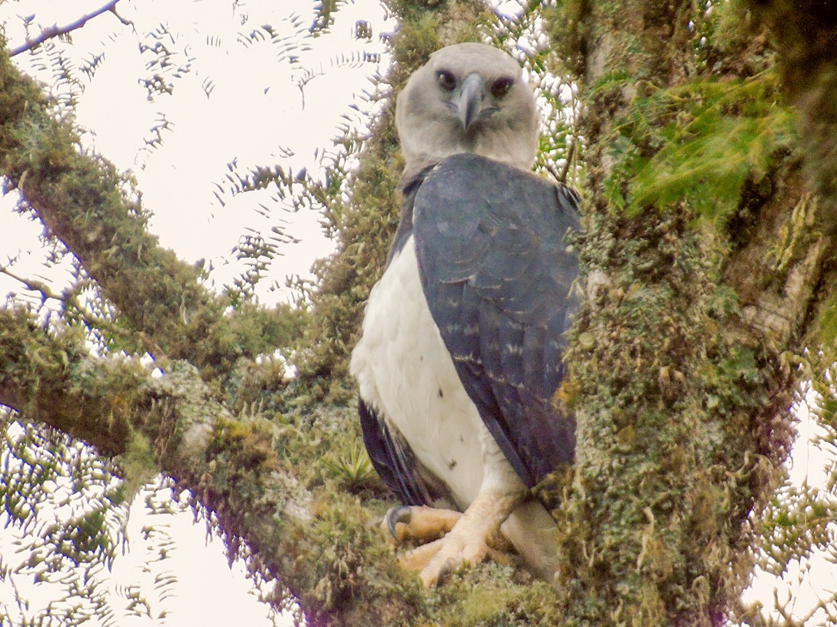 Harpy Eagle - Venecia Herrera