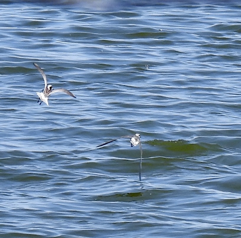 Phalarope de Wilson - ML446029021