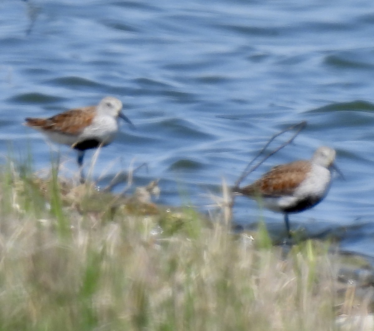 Dunlin - ML446029061