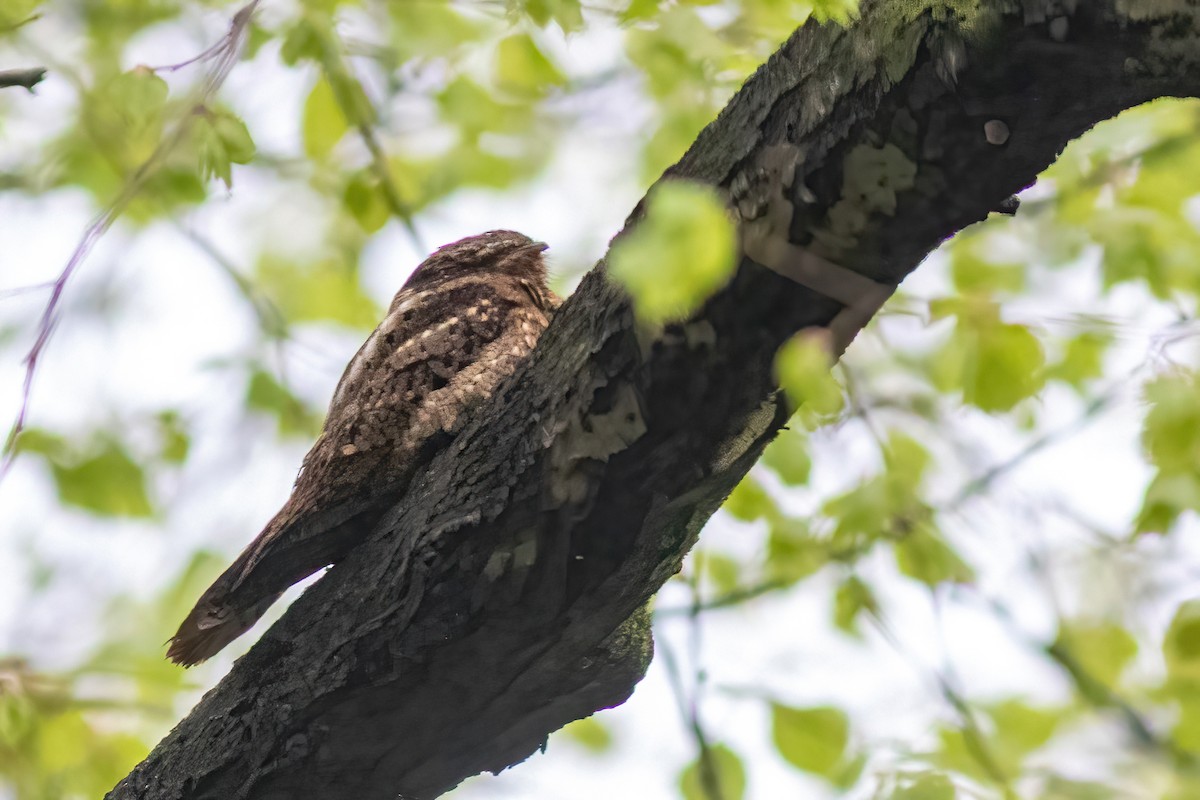 Chuck-will's-widow - ML446029171