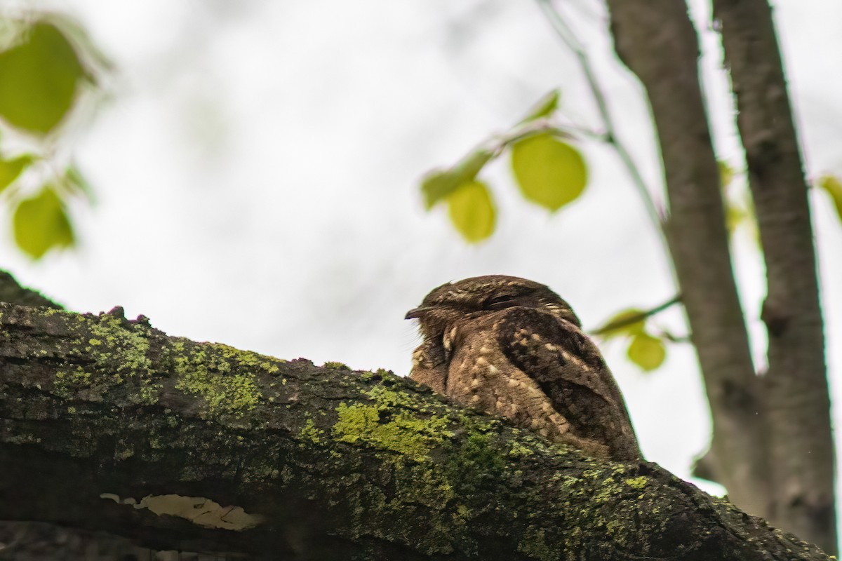 Chuck-will's-widow - ML446029181