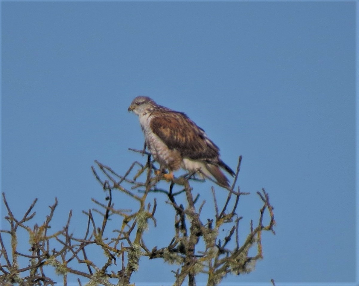 Königsbussard - ML44602921