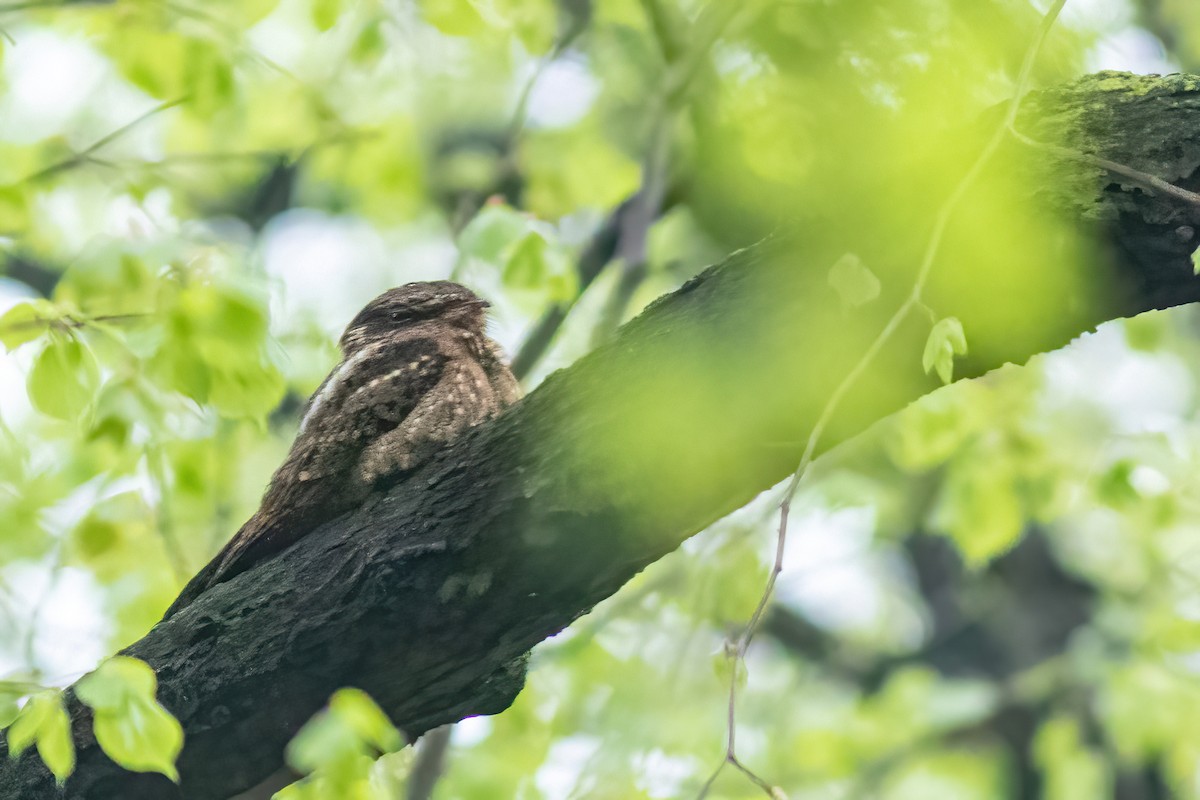 Chuck-will's-widow - ML446029211