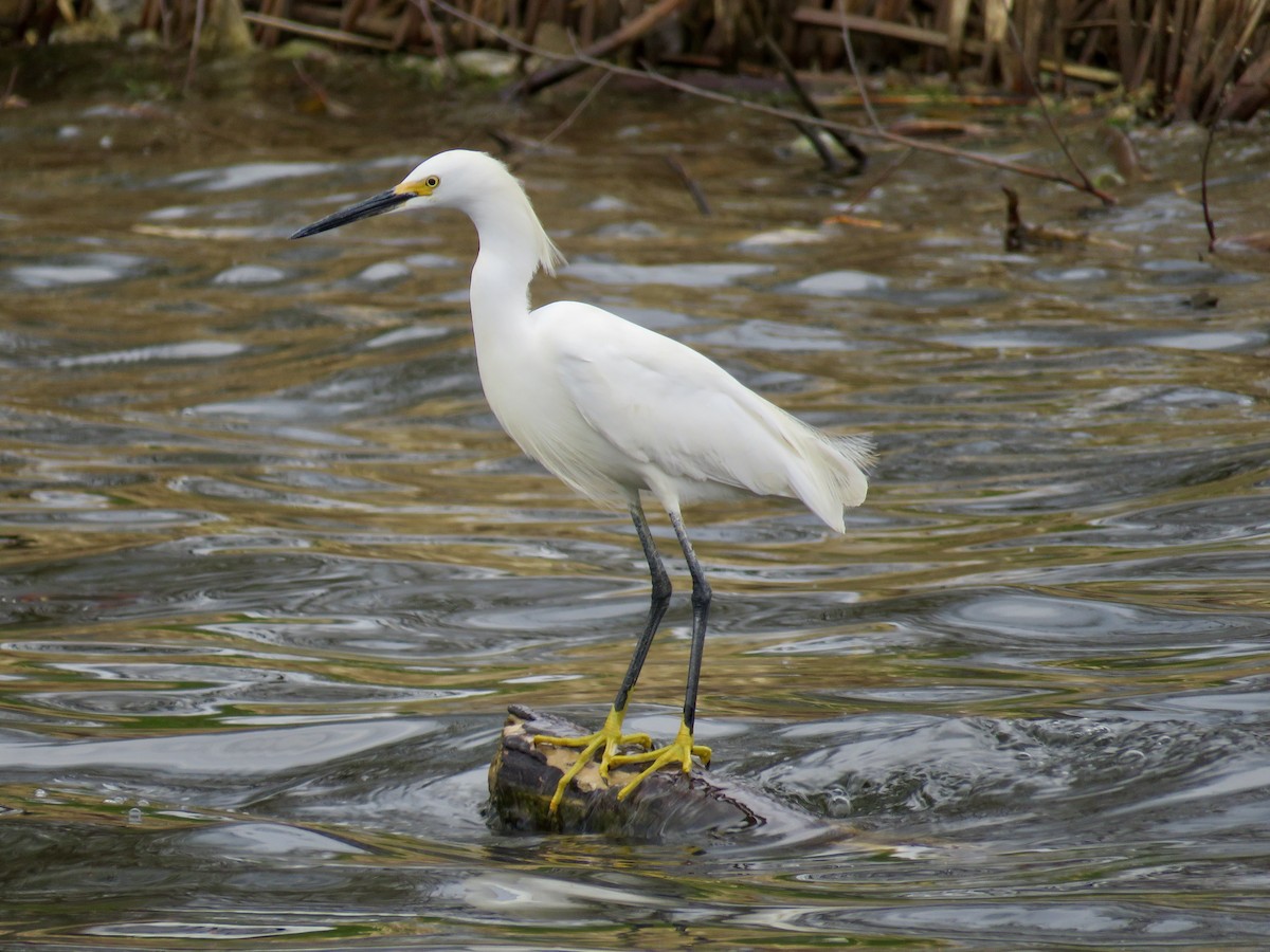 Snowy Egret - ML446029471