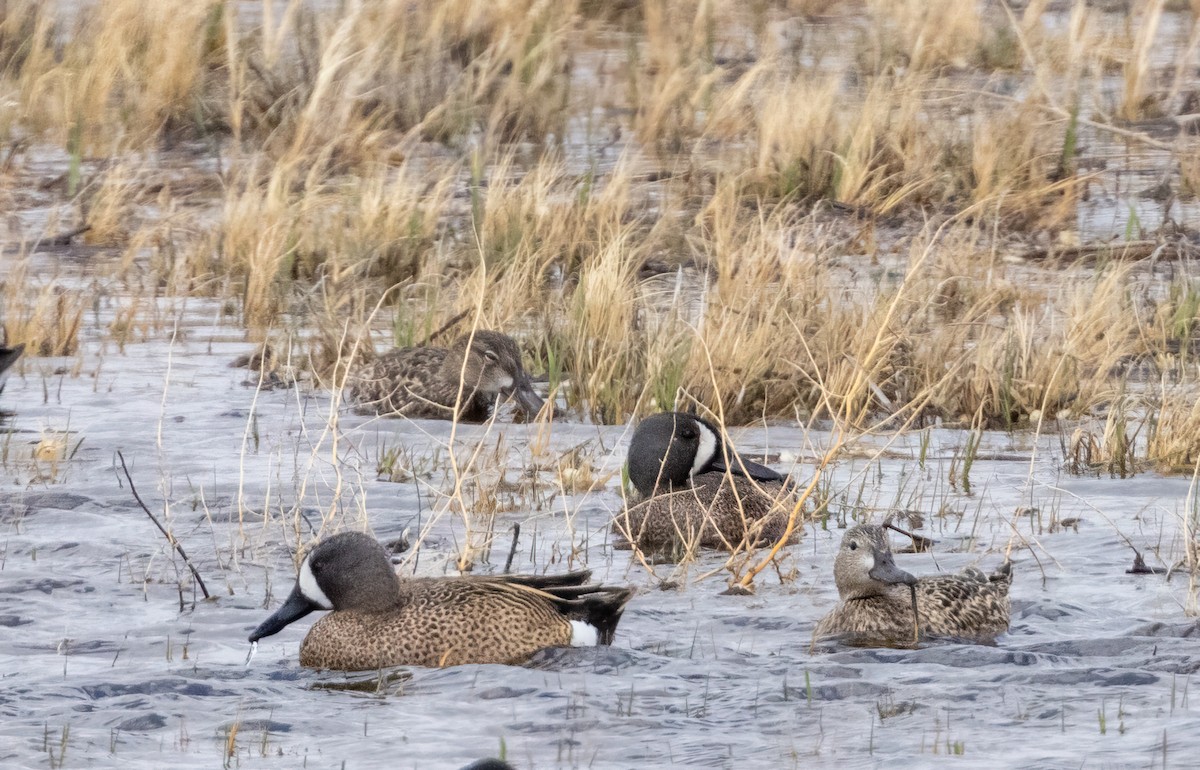 Blue-winged Teal - ML446029731