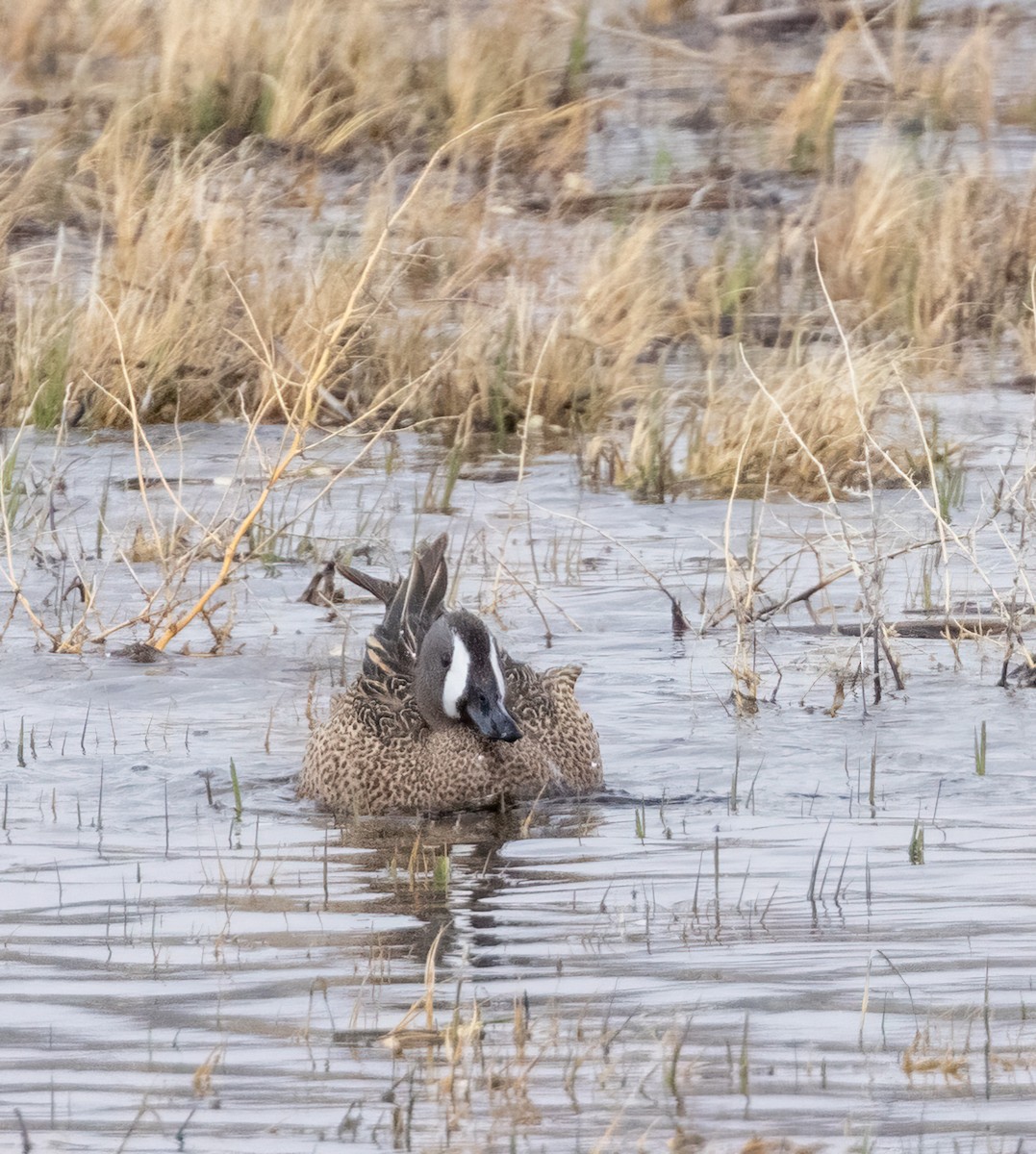 Blue-winged Teal - ML446029801