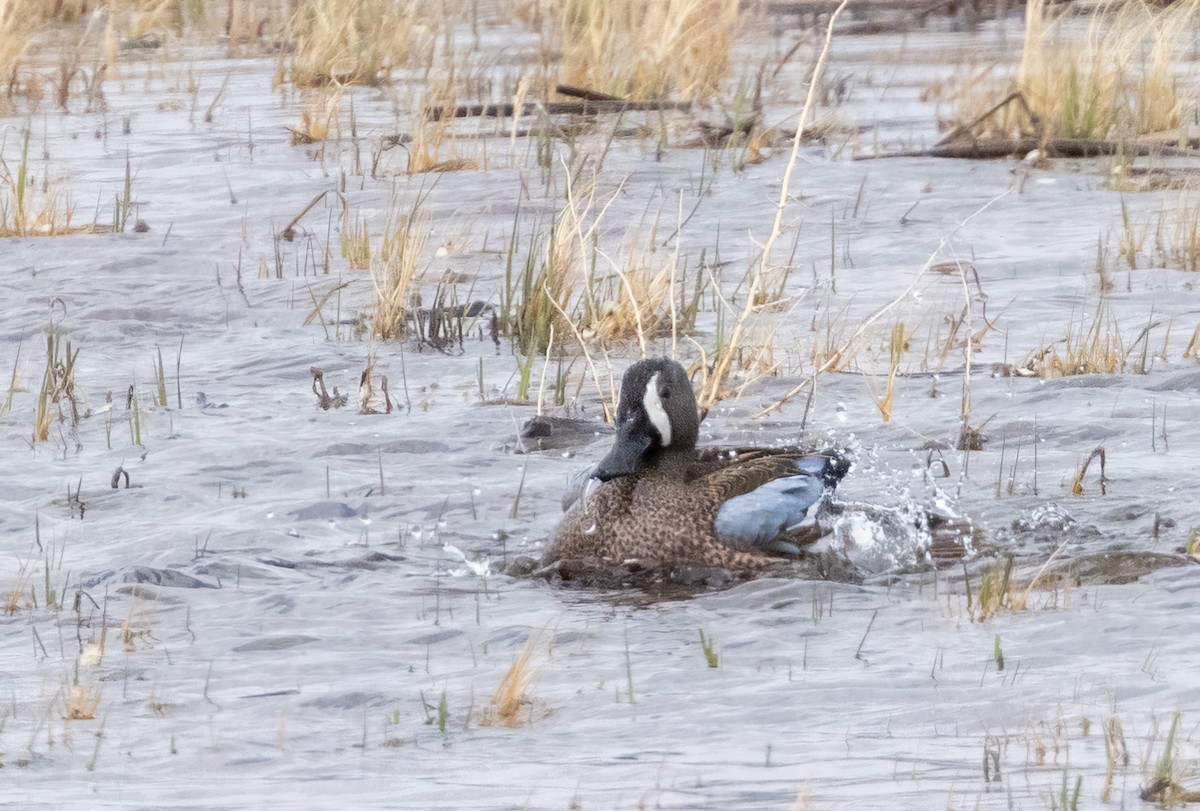 Blue-winged Teal - ML446029821