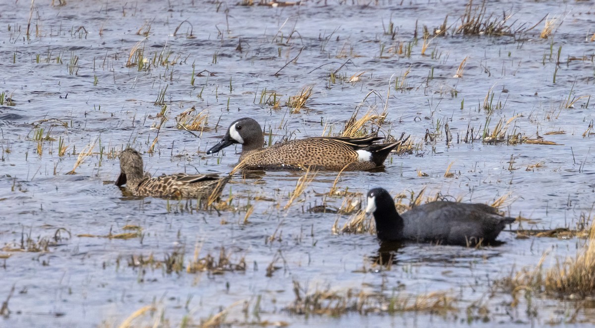 Blue-winged Teal - ML446029941