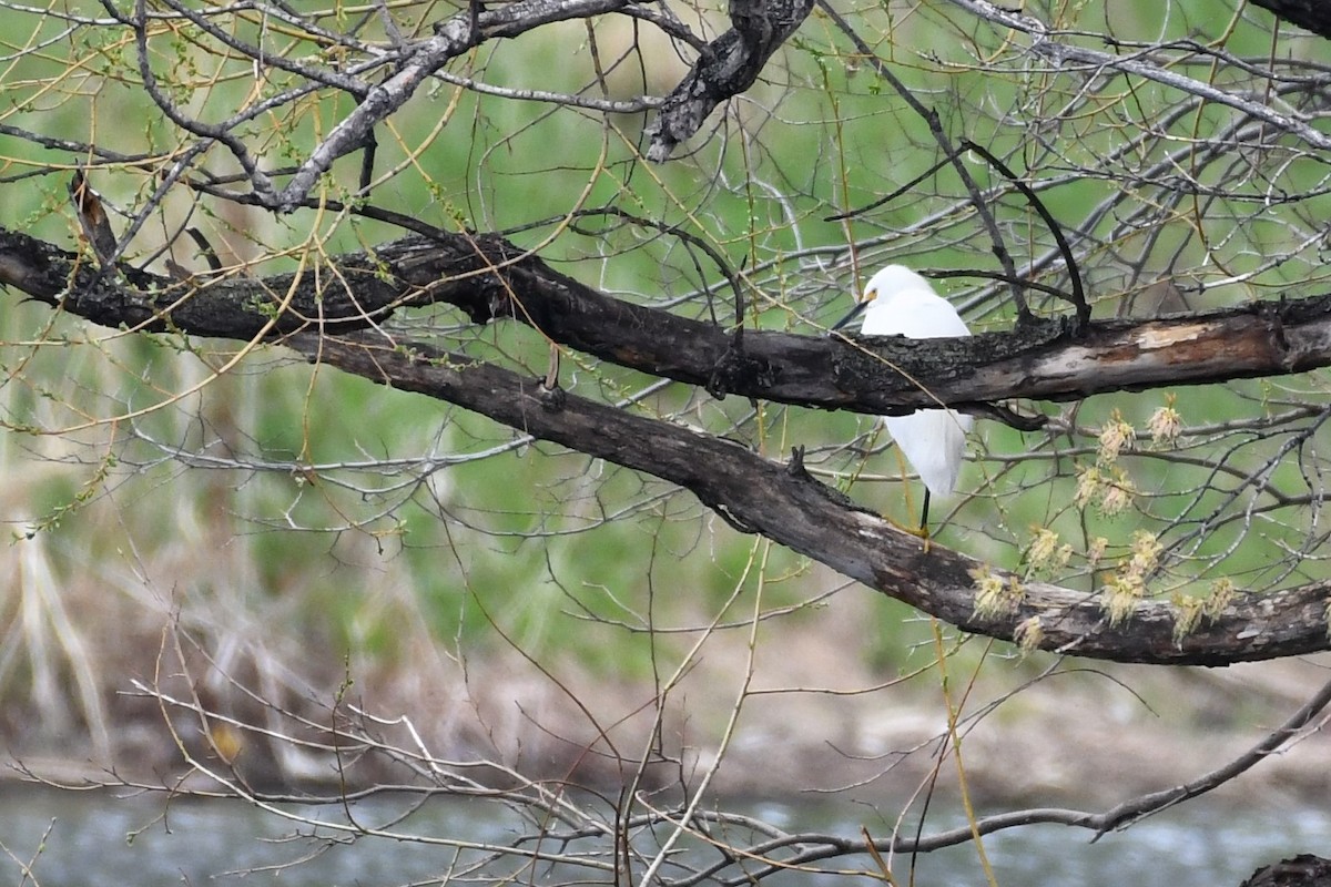 Snowy Egret - ML446029991