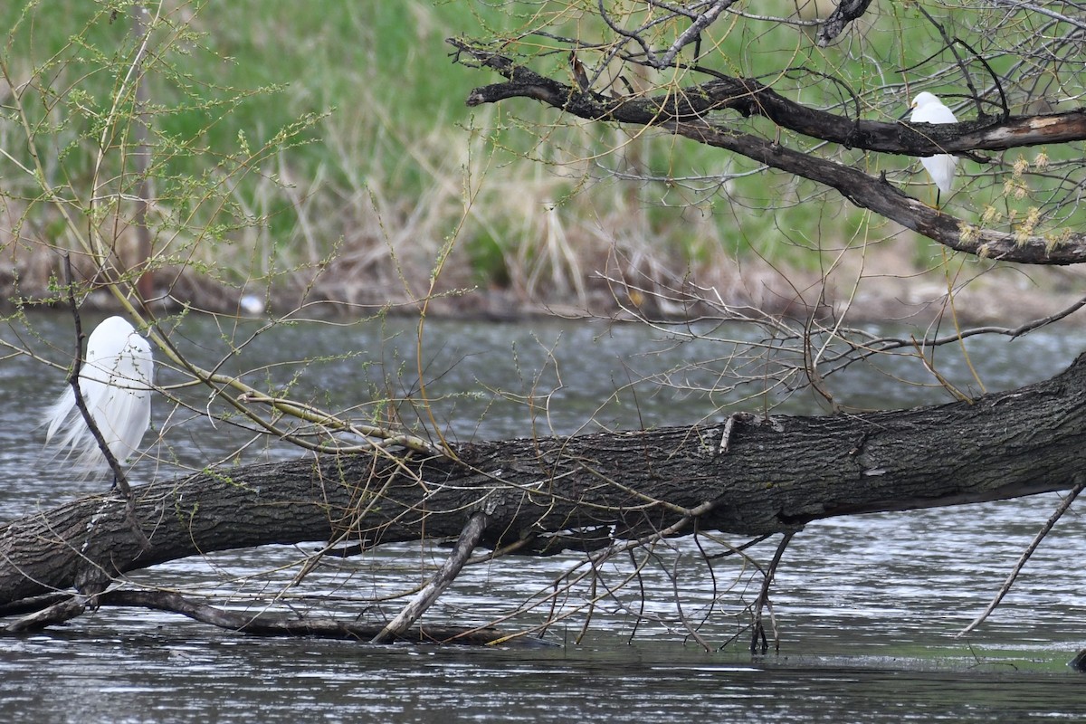 Snowy Egret - ML446030031