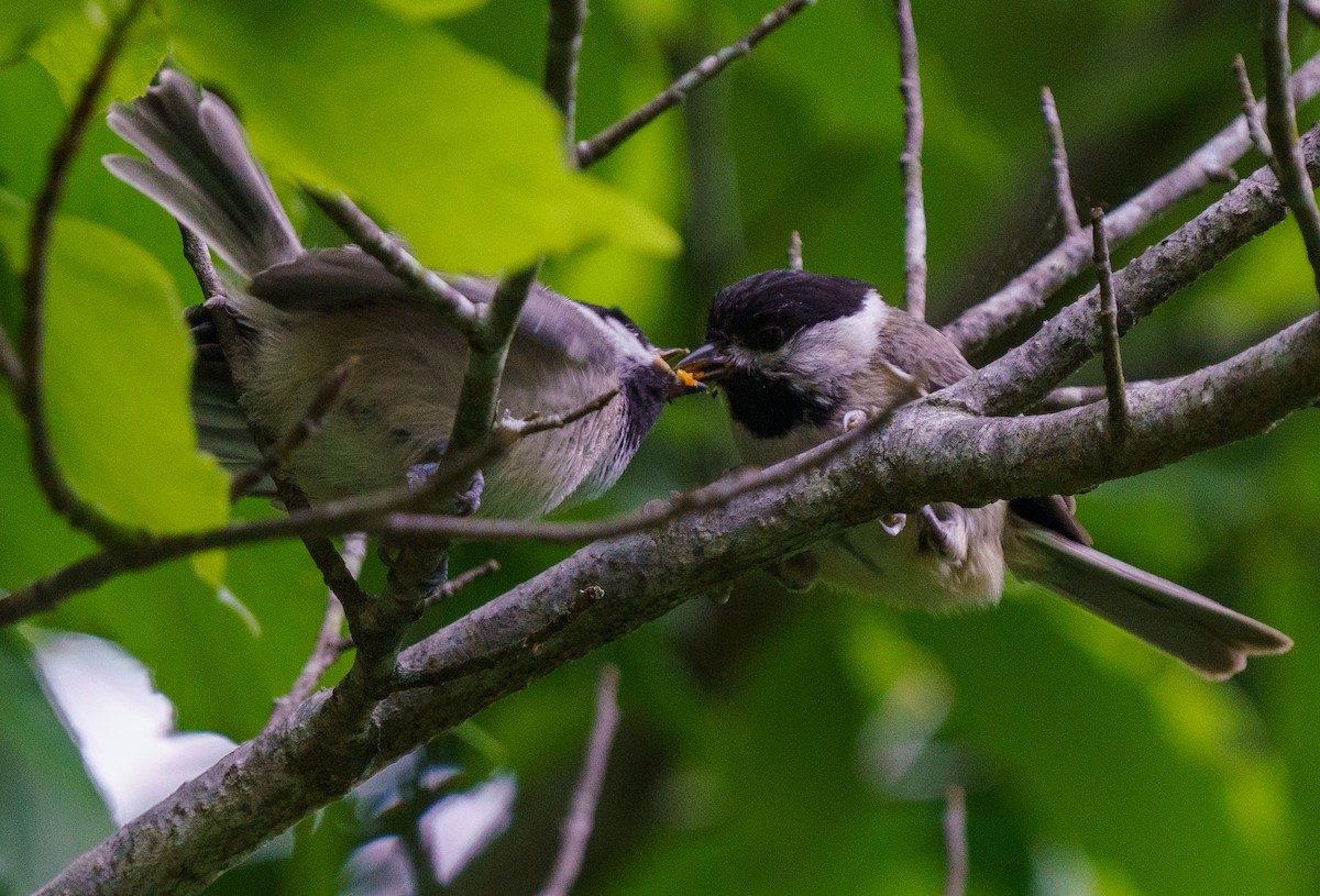 Carolina Chickadee - ML446030561