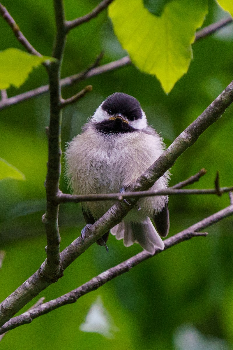 Carolina Chickadee - ML446030591