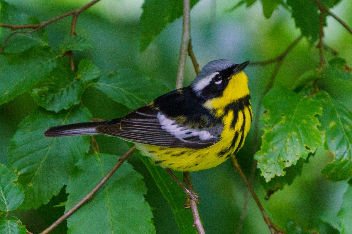 Magnolia Warbler - ML446031071