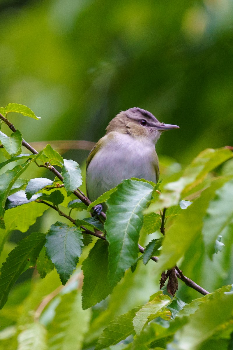 Red-eyed Vireo - ML446031801