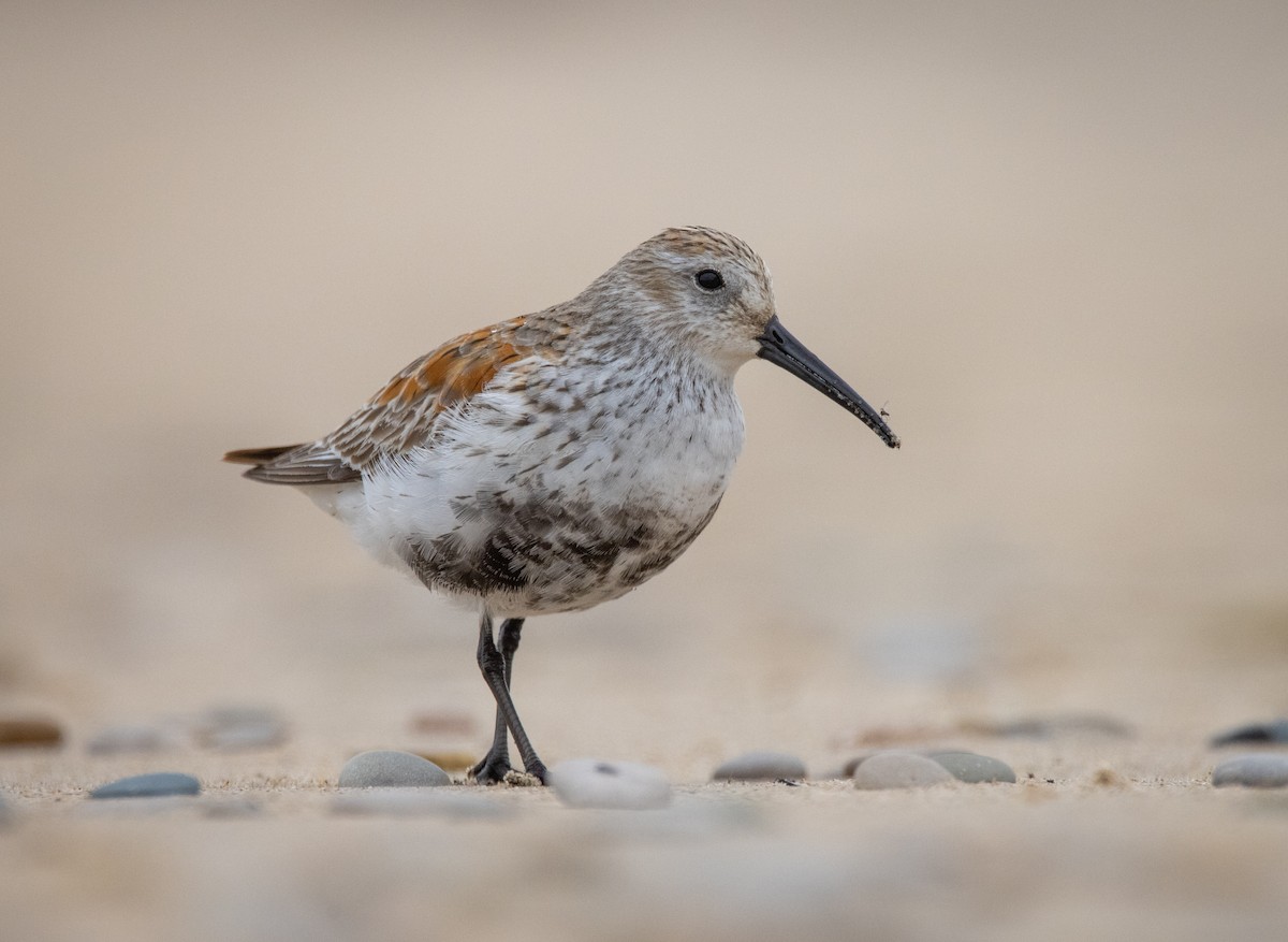 Dunlin - ML446032951