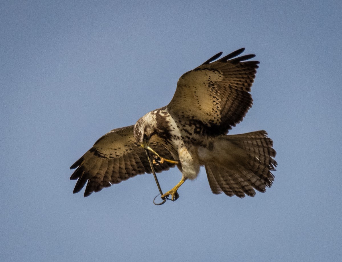 Swainson's Hawk - ML446033101