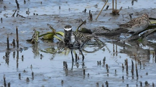 American Golden-Plover - ML446033431