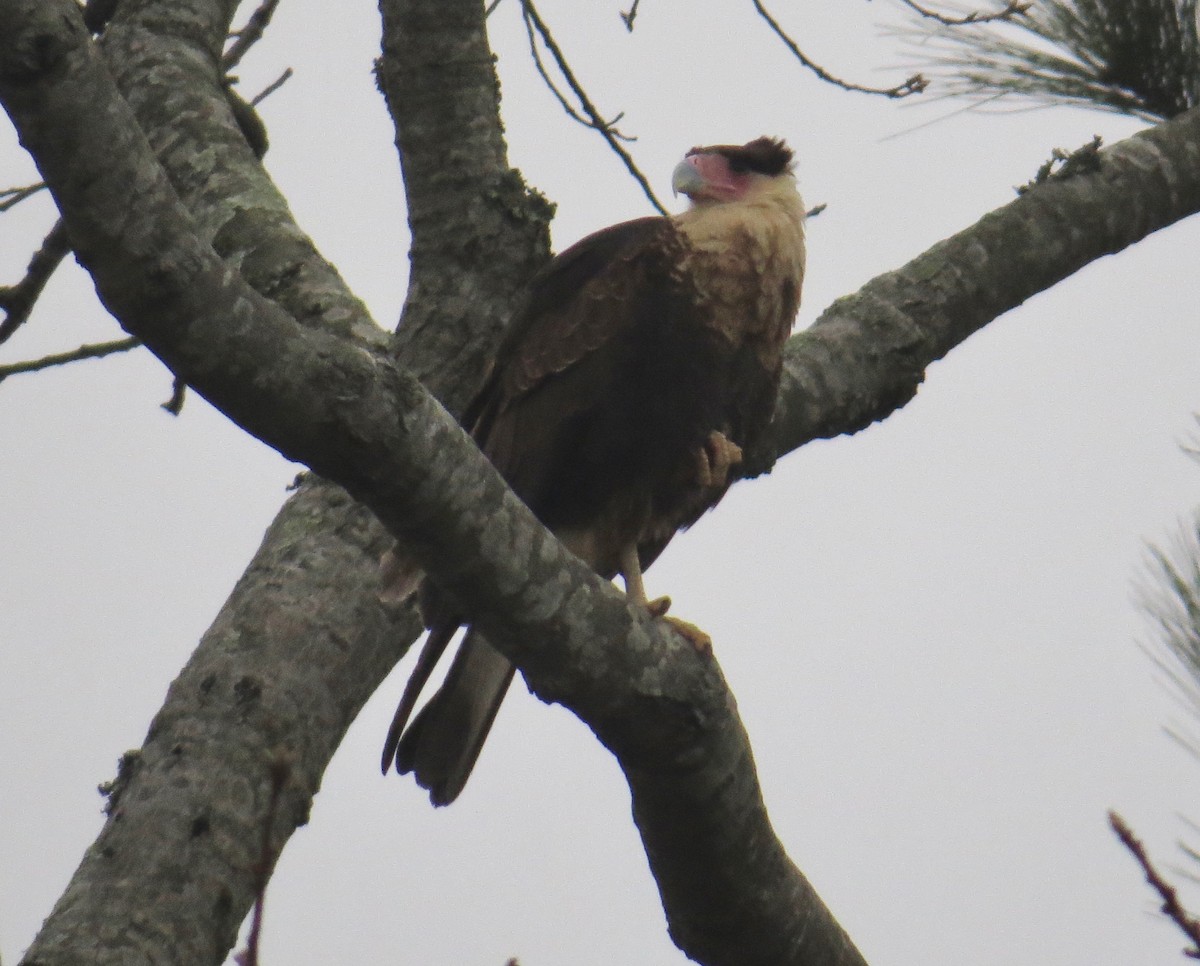 Crested Caracara (Northern) - ML44603361