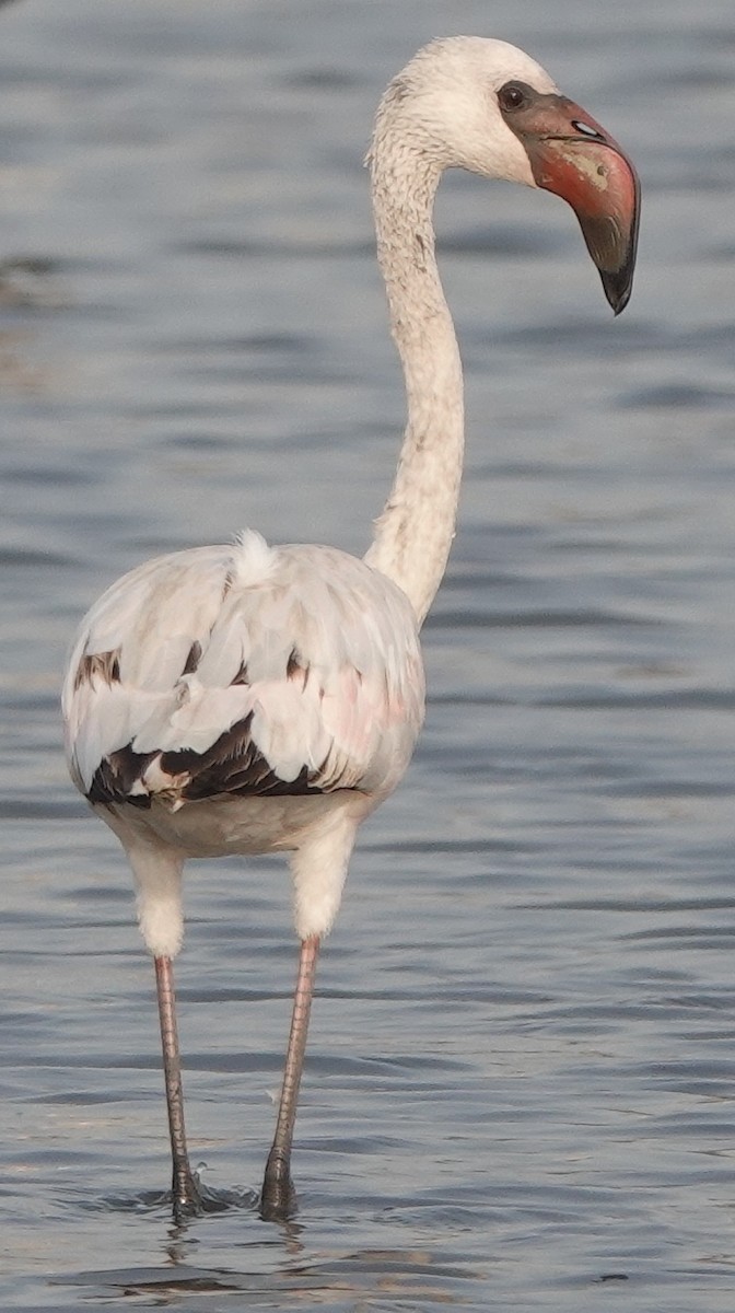 Lesser Flamingo - Prof Chandan Singh Dalawat