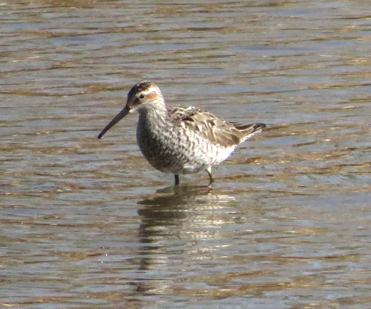 Stilt Sandpiper - ML446034221