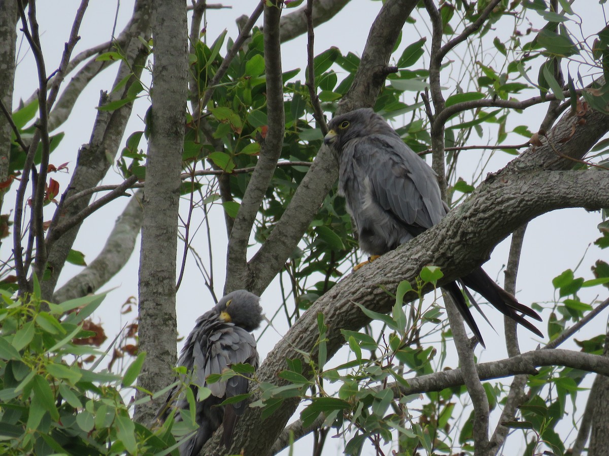 Sooty Falcon - Nicholas Fordyce - Birding Africa